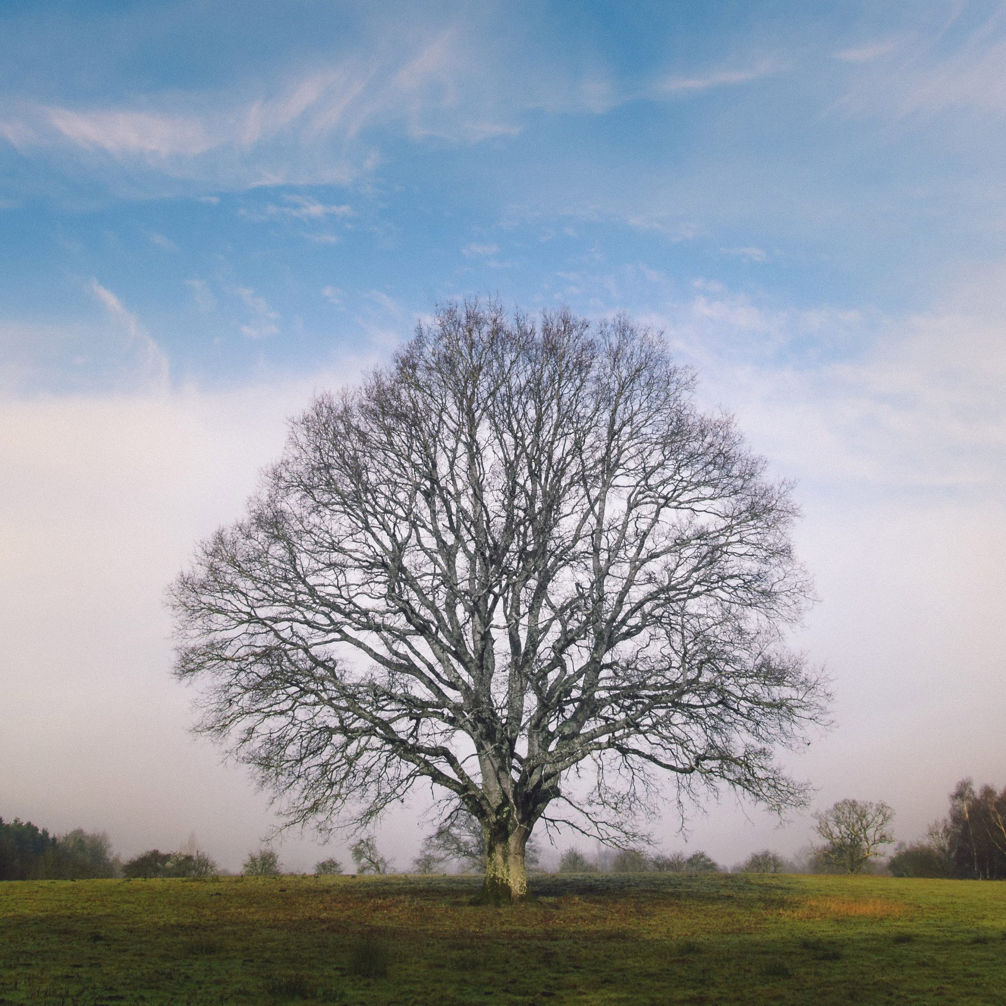 Vibrant Life Habits for Organisational Flourishing (Digital Download